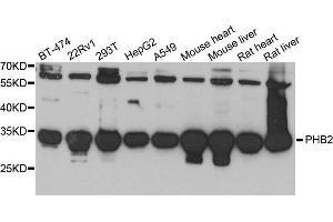 Western blot analysis of extract of various cells, using PHB2 antibody. (Prohibitin 2 Antikörper)
