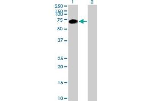 Western Blot analysis of SRPK3 expression in transfected 293T cell line by SRPK3 MaxPab polyclonal antibody.