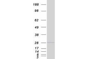 Validation with Western Blot (GINS3 Protein (Transcript Variant 2) (Myc-DYKDDDDK Tag))