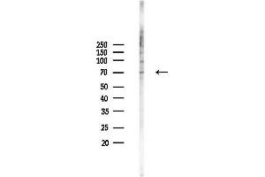 anti-Spindle Assembly 6 Homolog (SASS6) antibody
