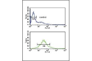 PDK2 Antibody (ABIN653784 and ABIN2843071) flow cytometric analysis of Jurkat cells (bottom histogram) compared to a negative control cell (top histogram). (PDK2 Antikörper)