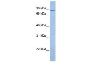 KCNH7 antibody used at 1 ug/ml to detect target protein. (KCNH7 Antikörper)