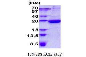 Image no. 1 for Heme Binding Protein 1 (HEBP1) protein (His tag) (ABIN1098483) (HEBP1 Protein (His tag))