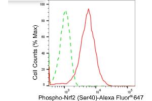 Flow cytometric analysis of phospho-Nrf2 (Ser40) expression in HepG2 cells using phospho-Nrf2 (Ser40) antibody (ABIN7799632), 1:2,000).