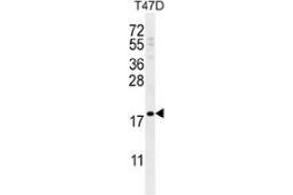 LCE1A Antikörper  (C-Term)
