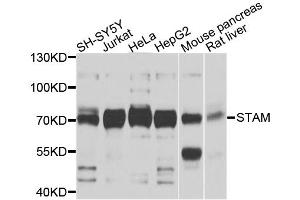 Western blot analysis of extracts of various cell lines, using STAM antibody. (STAM Antikörper)
