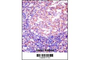 RBM12 Antibody immunohistochemistry analysis in formalin fixed and paraffin embedded human tonsil tissue followed by peroxidase conjugation of the secondary antibody and DAB staining.