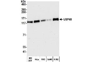 Western Blotting (WB) image for anti-Ubiquitin Specific Peptidase 48 (USP48) (AA 985-1035) antibody (ABIN7450886)