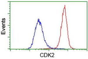 Image no. 8 for anti-Cyclin-Dependent Kinase 2 (CDK2) antibody (ABIN1497394) (CDK2 Antikörper)