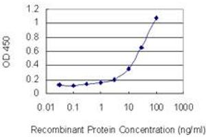 Detection limit for recombinant GST tagged HOXB13 is 1 ng/ml as a capture antibody. (HOXB13 Antikörper  (AA 61-216))