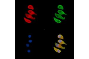 ABIN7095560 and ABIN7099617 staining Hela cells by IF/ICC. (ARPIN Antikörper)