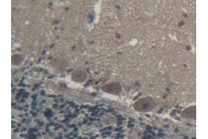 DAB staining on IHC-P; Samples: Porcine Cerebellum Tissue (Coagulation Factor V Antikörper  (AA 1941-2095))