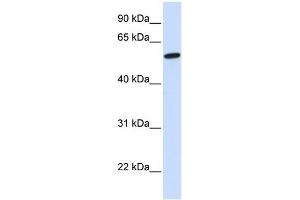 Western Blotting (WB) image for anti-NMDA Receptor Synaptonuclear Signaling and Neuronal Migration Factor (NSMF) (N-Term) antibody (ABIN2775421)