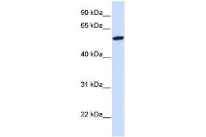 WB Suggested Anti-NELF Antibody Titration:  0.