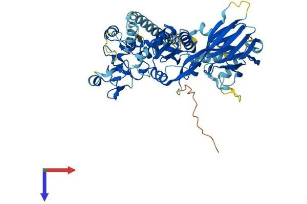 DGKE Protein (AA 1-567) (His tag)