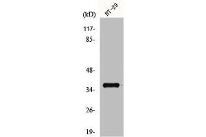 Western Blot analysis of HT29 cells using GPR171 Polyclonal Antibody (GPR171 Antikörper  (Internal Region))