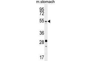 SUV4-20H2 Antibody (N-term) western blot analysis in mouse stomach tissue lysates (35 µg/lane). (SUV420H2/KMT5C Antikörper  (N-Term))