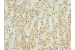 Immunohistochemistry of paraffin-embedded human adrenal gland tissue using ABIN7147964 at dilution of 1:100