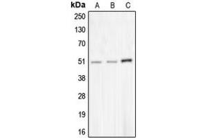 Western blot analysis of CHRNA10 expression in MDAMB453 (A), NCIH292 (B), COLO205 (C) whole cell lysates. (CHRNA10 Antikörper  (C-Term))