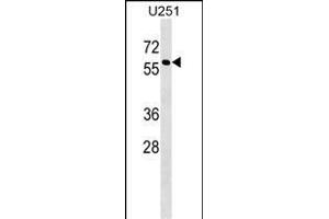 I Antibody (N-term) (ABIN1539324 and ABIN2848738) western blot analysis in  cell line lysates (35 μg/lane). (MPI Antikörper  (N-Term))