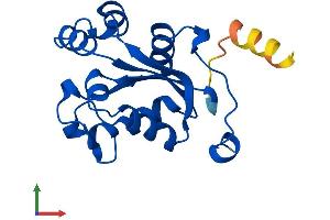 AlphaFold protein structure predicition of Human Recombinant NME3 Protein, UniprotID Q13232 (NME3 Protein (AA 1-169) (His tag))