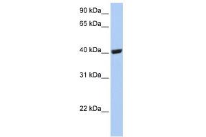 SELENBP1 antibody used at 1 ug/ml to detect target protein. (SELENBP1 Antikörper  (C-Term))