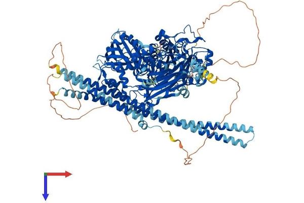 Phospholipase C beta 2 Protein (AA 1-1185) (His tag)