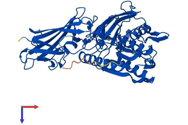 ACOT4 Protein (AA 1-421) (His tag)