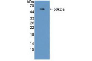 Western blot analysis of recombinant Human APOL1. (APOL1 Antikörper  (AA 1-238))