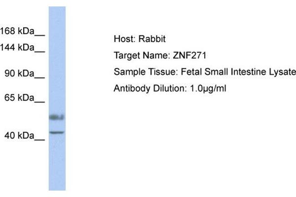ZNF271 Antikörper  (Middle Region)