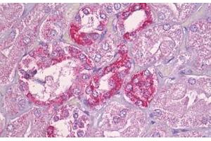 Anti-APBB2 antibody IHC staining of human kidney. (APBB2 Antikörper  (AA 471-520))