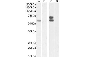 (ABIN570827) (2 μg/mL) staining of Jurkat nuclear lysate (A) + Peptide (B), and (0.