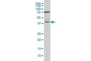 PNMA1 monoclonal antibody (M01), clone 4G6 Western Blot analysis of PNMA1 expression in IMR-32 . (PNMA1 Antikörper  (AA 62-160))