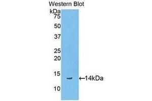 Western Blotting (WB) image for anti-Biglycan (BGN) (AA 48-158) antibody (ABIN1176719) (Biglycan Antikörper  (AA 48-158))