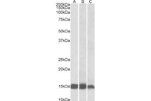 AP32739PU-N FABP3 Antibody staining of Human (A), Mouse (B) and Rat(C) Heart lysates at 0. (FABP3 Antikörper)