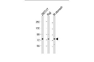 All lanes : Anti-PLA2G4F Antibody (Center) at 1:2000 dilution Lane 1: 293T/17 whole cell lysate Lane 2: Raji whole cell lysate Lane 3: mouse stomach lysate Lysates/proteins at 20 μg per lane. (PLA2G4F Antikörper  (AA 289-331))