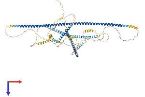 Caldesmon Protein (AA 1-793) (His tag)