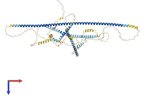Caldesmon Protein (AA 1-793) (His tag)
