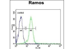 C13orf18 Antibody (Center) (ABIN652073 and ABIN2840537) flow cytometric analysis of Ramos cells (right histogram) compared to a negative control cell (left histogram). (C13orf18 Antikörper  (AA 379-405))