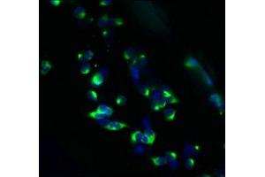 Immunofluorescent analysis of 293T cells using ABIN7148702 at dilution of 1:100 and Alexa Fluor 488-congugated AffiniPure Goat Anti-Rabbit IgG(H+L) (TMEM63A Antikörper  (AA 212-420))