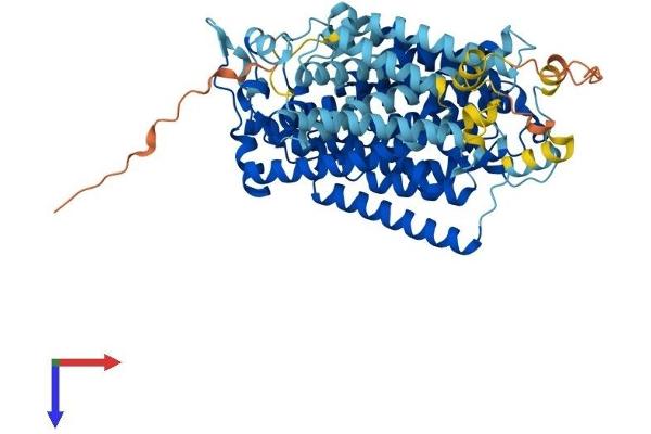 SLC5A1 Protein (AA 1-664) (His tag)