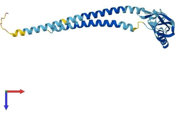 KCNMB2 Protein (AA 1-235) (His tag)