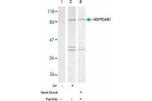 Western blot analysis of extracts from HeLa cells using HSP90AB1 polyclonal antibody  . (HSP90AB1 Antikörper)