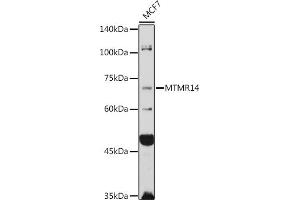 Western blot analysis of extracts of MCF7 cells, using MTMR14 antibody (ABIN6129695, ABIN6144154, ABIN6144155 and ABIN6223372) at 1:1000 dilution. (MTMR14 Antikörper  (AA 1-280))