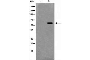 Western blot analysis on HeLa cell lysate using MUTYH Antibody,The lane on the left is treated with the antigen-specific peptide. (MUTYH Antikörper  (Internal Region))