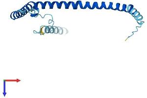 Caveolin 3 Protein (CAV3) (AA 1-151) (His tag)