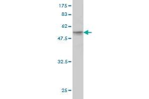 Western Blot detection against Immunogen (49. (HMGB1 Antikörper  (AA 1-215))