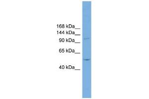 WB Suggested Anti-TNNI3K Antibody Titration:  0. (TNNI3K Antikörper  (N-Term))