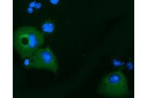 Immunofluorescence (IF) image for anti-Kelch-Like 2, Mayven (KLHL2) (AA 1-100), (AA 494-593) antibody (ABIN1490546)