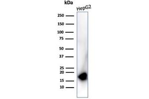Western blot analysis of HepG2 cell lysate using P16 Recombinant Mouse Monoclonal Antibody (rCDKN2A/4845). (Rekombinanter CDKN2A Antikörper)